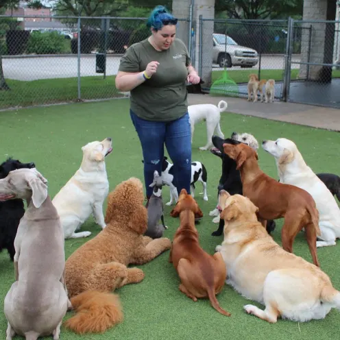 Trainer with a large group of dogs